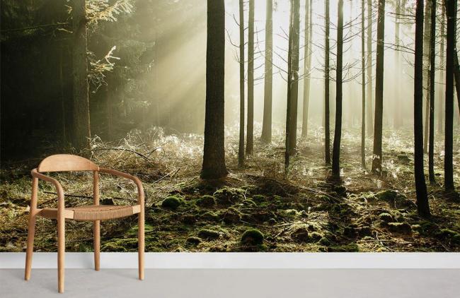 3D | Sunlit Forest Scenery Non-Woven Wall Mural 1ft2 Green 3D 3D