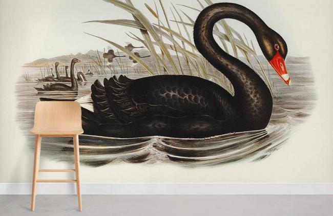 Famous Painting | Elegant Black Swan Lake Mural Non-Woven Wallpaper 1ft2 Black and White Design & Art Black & White